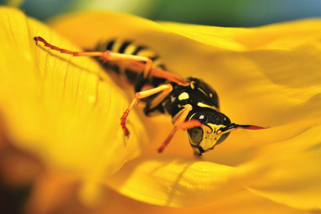 Detailed macro shot of a wasp perched on vibrant yellow flower petals, showcasing its vivid colors.